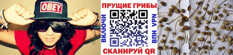 купить   Балахна  Галлюциногенные грибы Cubensis 